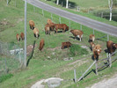 dscf0737.jpg