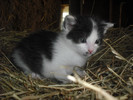 dscf0927.jpg